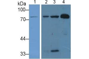 Rabbit Detection antibody from the kit in WB with Positive Control: Sample Lane1: Human Liver lysate; Lane2: Human Lung lysate; Lane3: Mouse Lung lysate; Lane4: Human Serum lysate.