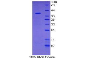 SDS-PAGE analysis of Mouse NADH Dehydrogenase 1 Protein. (MT-ND1 Protein)