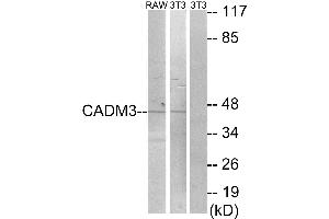Western blot analysis of extracts from RAW264. (CADM3 antibody)