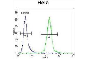 Flow cytometric analysis of Hela cells using LDLRAD2 Antibody (Center) Cat. (LDLRAD2 antibody  (Middle Region))