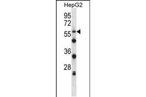 Western blot analysis in HepG2 cell line lysates (35ug/lane). (SIGLEC8 antibody  (N-Term))