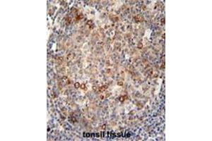 ABCC10 antibody (Center) immunohistochemistry analysis in formalin fixed and paraffin embedded human tonsil tissue followed by peroxidase conjugation of the secondary antibody and DAB staining. (ABCC10 antibody  (Middle Region))