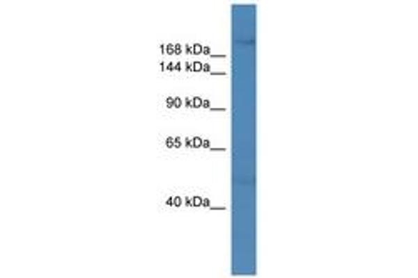 ZNF142 antibody  (C-Term)