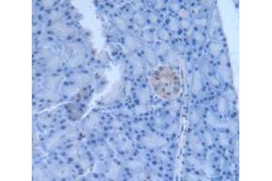 IHC-P analysis of Rat Tissue, with DAB staining. (LEFTY1 antibody  (AA 169-368))
