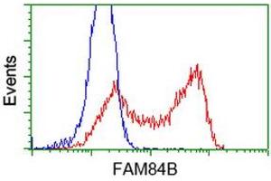 HEK293T cells transfected with either RC207996 overexpress plasmid (Red) or empty vector control plasmid (Blue) were immunostained by anti-FAM84B antibody (ABIN2453035), and then analyzed by flow cytometry.