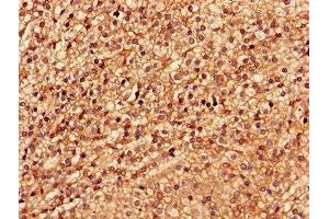 Immunohistochemistry of paraffin-embedded human adrenal gland tissue using ABIN7174192 at dilution of 1:100 (LSM4 antibody  (AA 1-139))