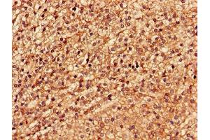Immunohistochemistry of paraffin-embedded human adrenal gland tissue using ABIN7174192 at dilution of 1:100 (LSM4 antibody  (AA 1-139))