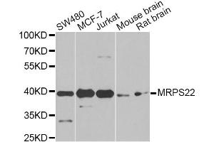 Western blot analysis of extracts of various cell lines, using MRPS22 Antibody. (MRPS22 antibody)