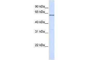 PPP2R3B antibody used at 1 ug/ml to detect target protein.