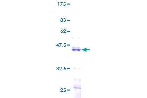 Image no. 1 for Histone H2B Type 1-K (HIST1H2BK) (AA 1-126) protein (GST tag) (ABIN1306679) (HIST1H2BK Protein (AA 1-126) (GST tag))