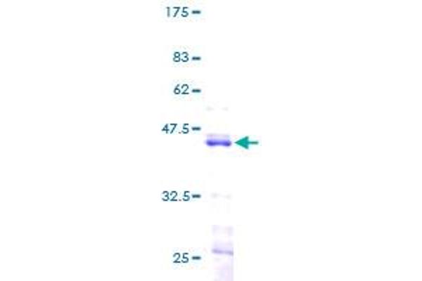 HIST1H2BK Protein (AA 1-126) (GST tag)