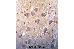 Metabotropic Glutamate Receptor 7 (GPRC1G) Antibody immunohistochemistry analysis in formalin fixed and paraffin embedded human brain tissue followed by peroxidase conjugation of the secondary antibody and DAB staining. (GRM7 antibody  (C-Term))