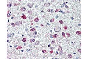 Immunohistochemical staining of FTO with anti-FTO (human), mAb (AG103)  in brain, hypothalamus and paraventricular nucleus (5~10 μg/ml). (FTO antibody)