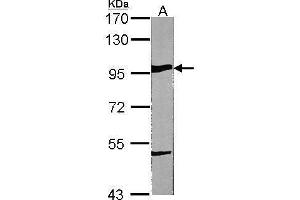 Western Blotting (WB) image for anti-Heat Shock Protein 90kDa beta (Grp94), Member 1 (HSP90B1) (C-Term) antibody (ABIN2855586)