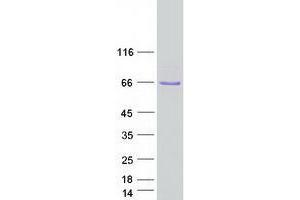 UBX Domain Protein 7 (UBXN7) protein (Myc-DYKDDDDK Tag)