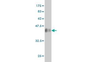 Western Blot detection against Immunogen (37. (DNAJB2 antibody  (AA 216-324))