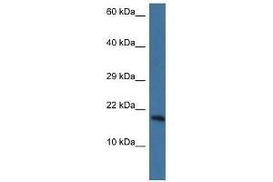Western Blot showing Pnkd antibody used at a concentration of 1.