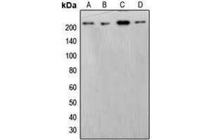 Western blot analysis of BRM expression in HepG2 (A), HeLa (B), THP1 (C), NIH3T3 (D) whole cell lysates. (SMARCA2 antibody  (Center))