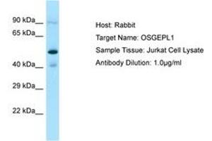 Image no. 1 for anti-O-Sialoglycoprotein Endopeptidase-Like 1 (OSGEPL1) (C-Term) antibody (ABIN6750219)
