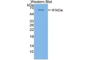 Western Blotting (WB) image for anti-Heat Shock 60kDa Protein 1 (Chaperonin) (HSPD1) (AA 28-573) antibody (ABIN1859227)