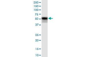 Immunoprecipitation of TNFRSF11B transfected lysate using anti-TNFRSF11B MaxPab rabbit polyclonal antibody and Protein A Magnetic Bead , and immunoblotted with TNFRSF11B purified MaxPab mouse polyclonal antibody (B02P) . (Osteoprotegerin antibody  (AA 1-401))