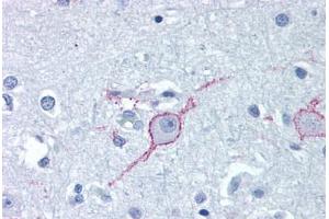 Anti-GALR3 antibody  ABIN1048646 IHC staining of human brain, cortex.