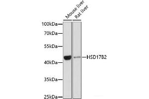 Western blot analysis of extracts of various cell lines using HSD17B2 Polyclonal Antibody at dilution of 1:1000. (HSD17B2 antibody)