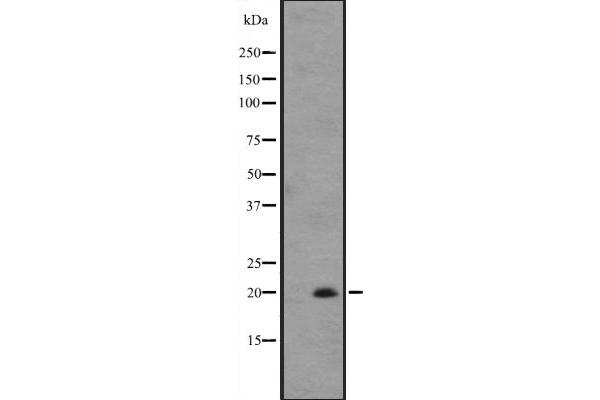 IL-25 antibody  (Internal Region)
