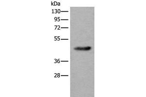 Western blot analysis of Human heart tissue lysate using CDKL4 Polyclonal Antibody at dilution of 1:550 (CDKL4 antibody)