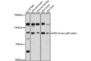 Western blot analysis of extracts of various cell lines, using PI3 Kinase p85 alpha antibody (ABIN6130618, ABIN6145643, ABIN6145646 and ABIN6215249) at 1:1000 dilution. (PIK3R1 antibody  (AA 240-380))