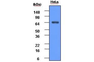 Western blot analysis: HeLa cell lysate (30ug) was resolved by SDS-PAGE, transferred to PVDF membrane and probed with anti-human Hsp70 (1:1000).