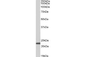 ASCL3 antibody  (Internal Region)