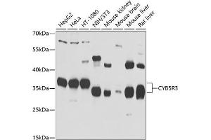 Western blot analysis of extracts of various cell lines, using CYB5R3 antibody (ABIN6127675, ABIN6139298, ABIN6139299 and ABIN6223438) at 1:1000 dilution. (CYB5R3 antibody  (AA 125-334))