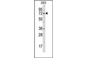 Western blot analysis of KCND1 Antibody (N-term) in 293 cell line lysates (35ug/lane). (KCND1 antibody  (N-Term))