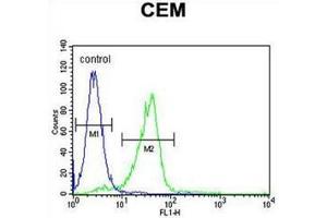 C11orf74 Antibody (C-term) flow cytometric analysis of CEM cells (right histogram) compared to a negative control cell (left histogram). (C11ORF74 antibody  (C-Term))