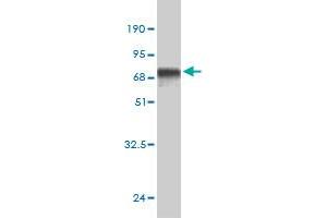 Western Blotting (WB) image for anti-BMI1 Polycomb Ring Finger Oncogene (BMI1) (AA 1-326) antibody (ABIN560071)