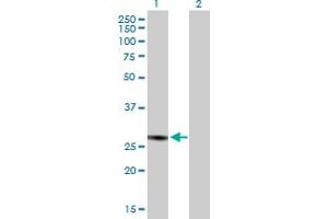 Western Blot analysis of C1QBP expression in transfected 293T cell line by C1QBP MaxPab polyclonal antibody. (C1QBP antibody  (AA 1-282))