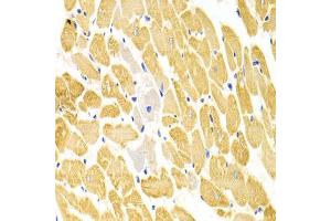Immunohistochemistry of paraffin-embedded rat heart using PA2G4 Antibody (ABIN5973112) at dilution of 1/100 (40x lens). (PA2G4 antibody)