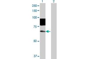 Western Blot analysis of SSH3 expression in transfected 293T cell line by SSH3 MaxPab polyclonal antibody. (SSH3 antibody  (AA 1-659))
