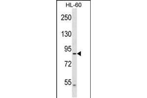 Western blot analysis in HL-60 cell line lysates (35ug/lane). (DNAH2 antibody  (N-Term))