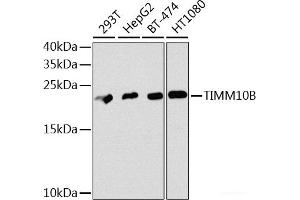 Western blot analysis of extracts of various cell lines using TIMM10B Polyclonal Antibody at dilution of 1:1000. (TIMM10B antibody)