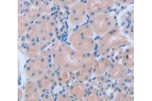 Figure. (XPC antibody  (AA 734-933))