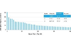 Protein Array (PAr) image for anti-Lysosomal-Associated Membrane Protein Family, Member 5 (LAMP5) antibody (ABIN7456234) (LAMP5 antibody)