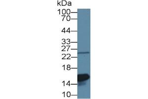 Mouse Capture antibody from the kit in WB with Positive Control: Rat lung lysate. (LGALS1/Galectin 1 ELISA Kit)