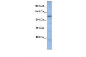 Image no. 1 for anti-Cullin-Associated and Neddylation-Dissociated 2 (CAND2) (N-Term) antibody (ABIN6738723) (CAND2 antibody  (N-Term))
