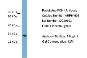 WB Suggested Anti-FCN1  Antibody Titration: 0. (FCN1 antibody  (Middle Region))
