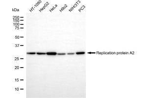 Western blotting analysis using replication protein A2 antibody (ABIN7800173).
