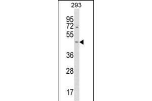 STARD7 Antibody (N-term) (ABIN1539392 and ABIN2850091) western blot analysis in 293 cell line lysates (35 μg/lane).