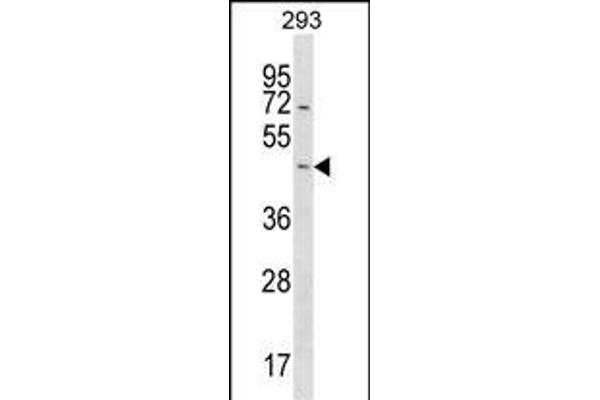 STARD7 Antikörper  (N-Term)