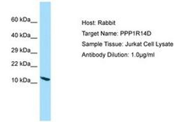 PPP1R14D antibody  (AA 9-58)